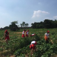 我們的志愿者教師們，顧不上天氣的炎熱，馬上投入到除草工作的大軍中去，體驗(yàn)了一次面朝黃土背朝天的生活！